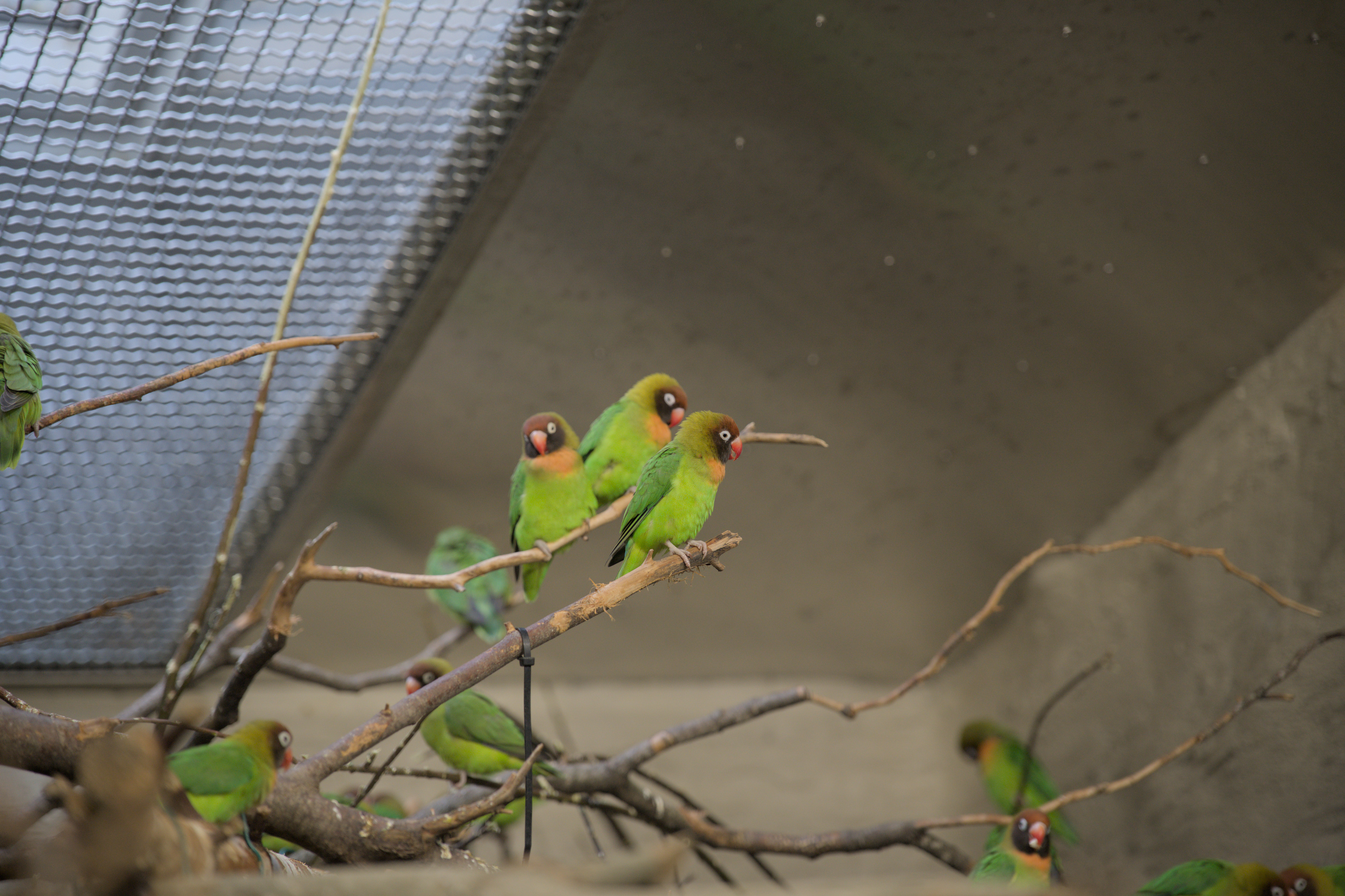 2025/10/12 - zoo/DSC_0315.jpg
